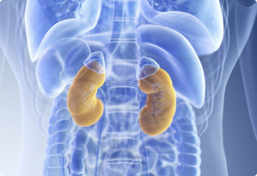 Hoe je nieren je gezondheid beïnvloeden; veelvoorkomende nierproblemen