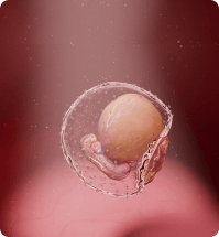animatie van een embryo in de baarmoeder