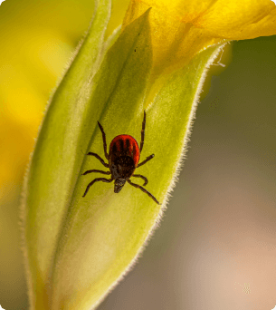 Een teek op een bloem