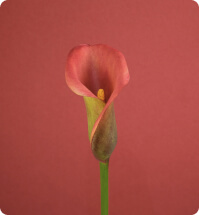 bloem
