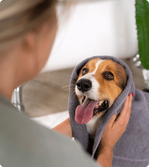 hond word met handdoek afgedroogd