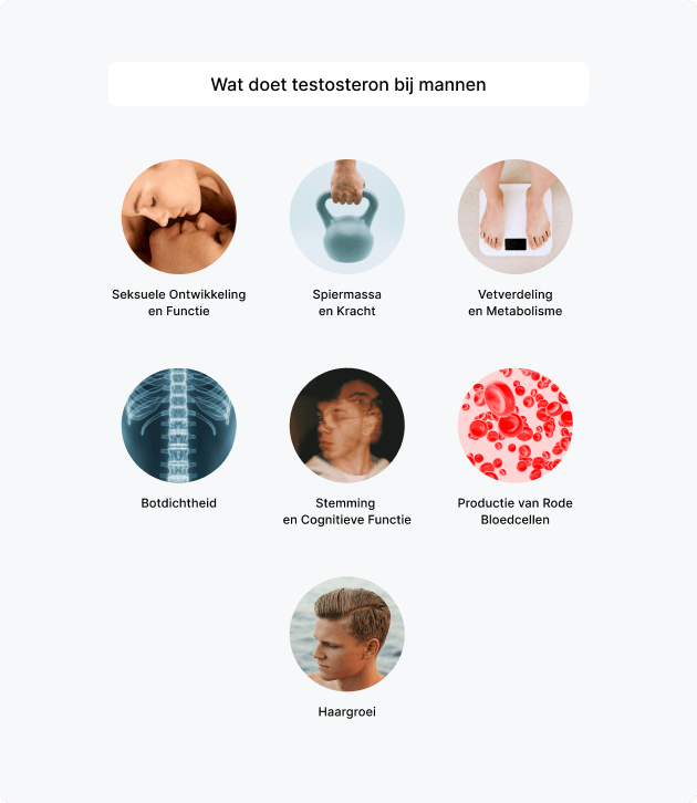 informatie over wat testosteron bij mannen doet